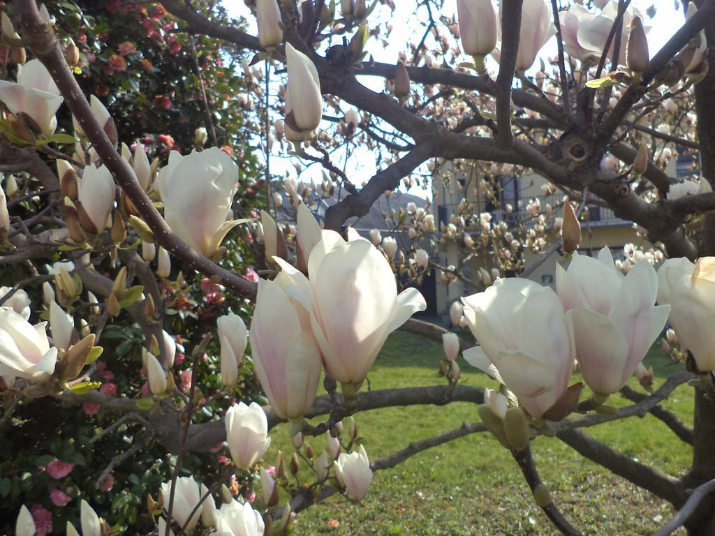 La Magnolia B&B Candelo Kültér fotó